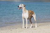 WHIPPET 236
